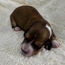 Sienna - Wild boar female Dachshund puppy in Rio Linda, California from Destiny's Mini Doxies