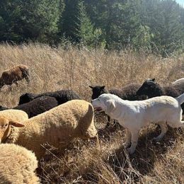 Anatolian Shepherd Dog and Dachshund Puppies from LaBrosa Kennels