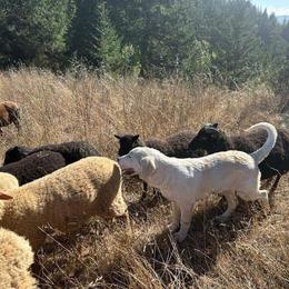 Anatolian Shepherd Dog and Dachshund Puppies from LaBrosa Kennels