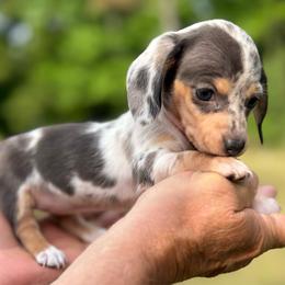 Girl 1 - Dapple female Dachshund puppy in Choccolocco, Alabama from Ace’s Doxies