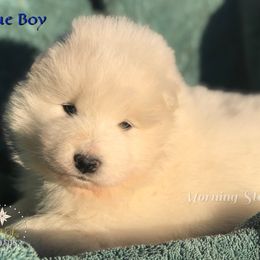 Blue Boy - White male Samoyed puppy in Bear Creek, Montana from Morning Star Samoyeds