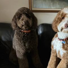 Goldendoodle Puppies from Dem GoldenDoodles