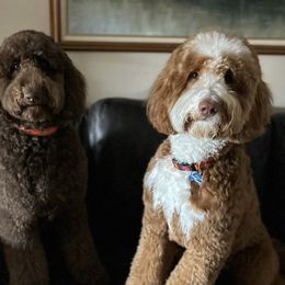 Goldendoodle Puppies from Dem GoldenDoodles