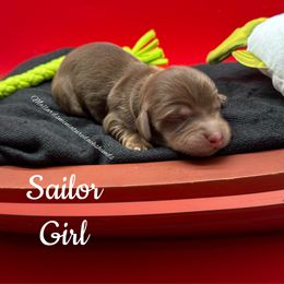 Sailor - Chocolate and cream female Dachshund puppy in Montevallo, Alabama from Mallard's Miniature Dachshunds