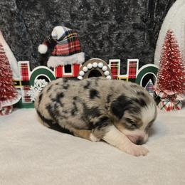 Frosty - Blue merle male Australian Shepherd puppy in Peach Bottom, Pennsylvania from Arcadia Australian Shepherds