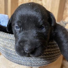 Black male 6 - Black male Labrador Retriever puppy in Falls City, Nebraska from Bassett Hounds & Labradors