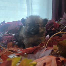 Rue - Beaver sable female Pomeranian puppy in Williamsburg, Virginia from Itty Bitty Poms