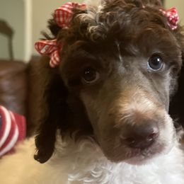 Girl 2 - Parti Poodle puppy in Meeker, Oklahoma from Sooner State Standards