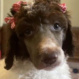 Girl 2 - Parti Poodle puppy in Meeker, Oklahoma from Sooner State Standards