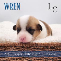 Wren - Red female Pembroke Welsh Corgi puppy in Pine Village, Indiana from NL Horsemanship