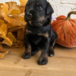 Ella - female Australian Mountain Doodle puppy in Spanish Fork, Utah from K Brand Doodles
