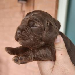 AKC Pig Pen - Sable male Cocker Spaniel puppy in New Market, Tennessee from Down in the Holler