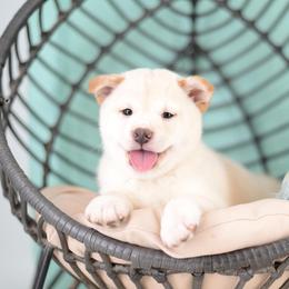 Akio - Cream Boy - Cream male Shiba Inu puppy in Neosho, Missouri from Sunny Terrace Shibas