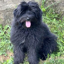 Pyrenean Shepherd puppies from La Rive Pyr Sheps LLC