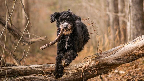 Find Golden Aussiedoodle puppies for sale