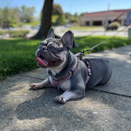Nala - French Bulldog