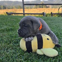 Orange collar - Chestnut brindle male Cane Corso puppy in Springfield, Oregon from PNW Cane Corsos