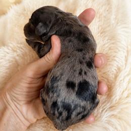 Boone - Merle male Goldendoodle puppy in Millville, California from Hope Lane Kennels