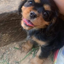 Cavalier King Charles Spaniel Puppies from Liberty Acres Kennels