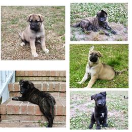 "A" German Shepherd Puppies from Scenic City Shepherds