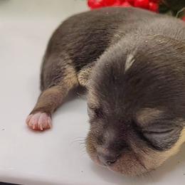 Baby girl - Black and tan female Chihuahua puppy in Weatherford, Texas from Small and Mighty Chihuahuas