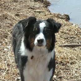 Australian Shepherds from No Boundaries Aussies