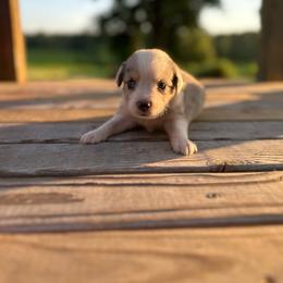 Peaches - Blue merle female Miniature Australian Shepherd puppy in Doddridge, Arkansas from Huddleston Farm