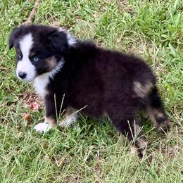 Harry - Black tri male Miniature Australian Shepherd puppy in Patterson, North Carolina from DreamLine Aussies