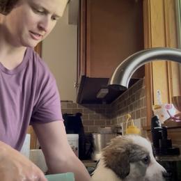 Pembroke Welsh Corgi Puppies from Sugarbush Corgis
