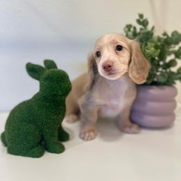 Elsa - Red female Dachshund puppy in Fort Gibson, Oklahoma from Cooper’s Dachshunds