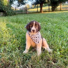 B and W - White and black male Karakachan puppy in Pikeville, Tennessee from Rock Solid Ranch