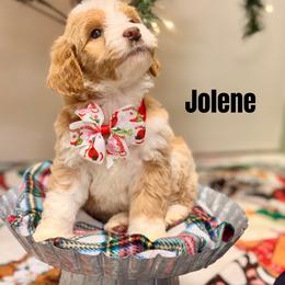 Jolene - Red female Bernedoodle puppy in Winfield, Alabama from Rose Lane Doodles