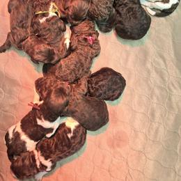 Thumper - male Newfypoo puppy in Mckenzie, Tennessee from Small Town Doodles & Poodles