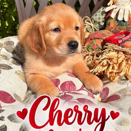 Red Cherry - Dark golden female Golden Retriever puppy in Apple Valley, California from Frankly Golden