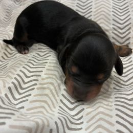 Turkey - Black and tan male Dachshund puppy in Dobson, North Carolina from Oakleys Dachshund Haven