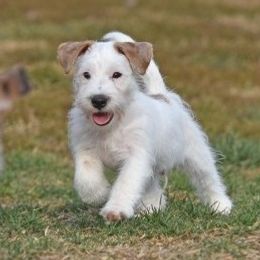 Twist Boy 1 - White and tan male Russell Terrier puppy in Middletown, Virginia from DBF Russell Terriers
