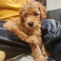 Violet - Apricot female Poodle puppy in South Willard, Utah from Burge Family Poodles