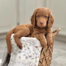 GoodLuck Bear- Green Collar - Red  male Goldendoodle puppy in Bay City, Texas from Charming Doods Goldendoodles
