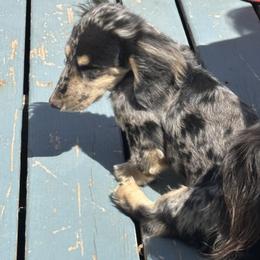 Dachshund Puppies from Renee's Dachshund's