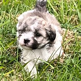 Maltipoo Puppies from ELIZABETH VENDLEY