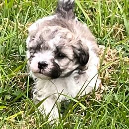 Maltipoo Puppies from ELIZABETH VENDLEY