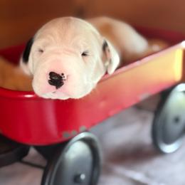 Male Puppy Pick 1 (out of 2) - White and black male Dalmatian puppy in Hawkins, Texas from Snow Dalmatians