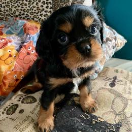 AKC Black and tan boy - Black and tan male Cavalier King Charles Spaniel puppy in Fort White, Florida from Animal Encore’s Cavalier King Charles Spaniels