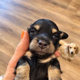 Autumn - Black and cream female Dachshund puppy in Salem, Oregon from Longdox Mini Dachshunds