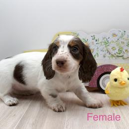 Girl - Piebald female Dachshund puppy in Wichita, Kansas from Geta Long Little Doggie