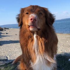 Nova Scotia Duck Tolling Retrievers from Carnelian Tollers