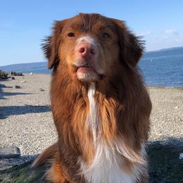 Nova Scotia Duck Tolling Retrievers from Carnelian Tollers