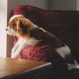 Cavalier King Charles Spaniels from Majesty Cavaliers
