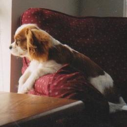 Cavalier King Charles Spaniels from Majesty Cavaliers