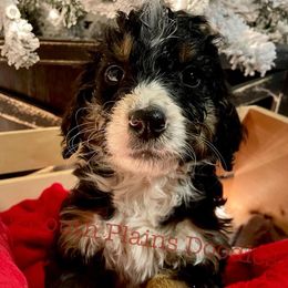 Bernedoodles from South Plains Bernedoodles